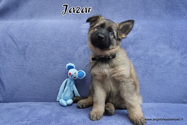 Jazar, licht-grauwe Oudduitse Herder reu van 7 weken oud